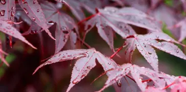 Bloodgood Maple Tree.