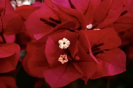 Bougainvillea Plant.