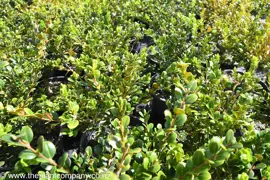 Buxus Hedge.