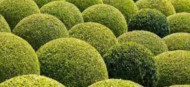 Buxus Topiary.