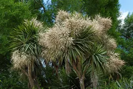 Cabbage Tree.