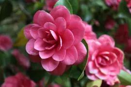 Camellia Care.