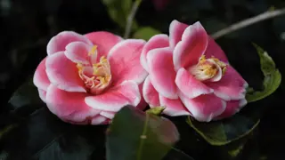 Camellia Fertiliser.