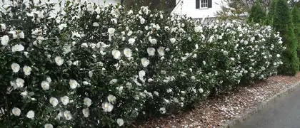 Camellia Hedge.