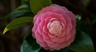 Camellia japonica.