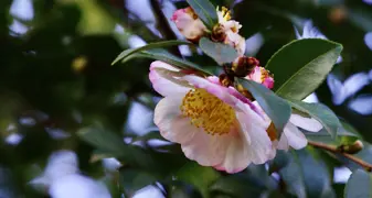 Camellia sasanqua.