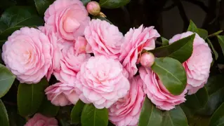 Camellia Tree.