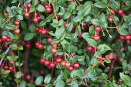 Chilean Guava.