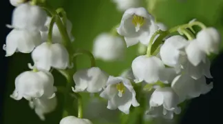 Convallaria Lily of the Valley.