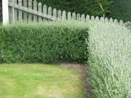 Corokia Hedge.