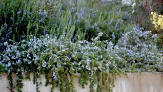 How To Guides For Creeping Rosemary Plants.