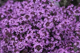 Creeping Thyme.