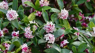 Daphne Plant.