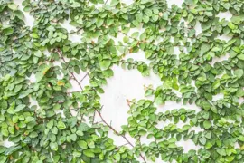 Ficus pumila Creeping Fig.