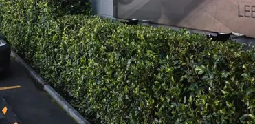 Ficus Tuffi Hedge.