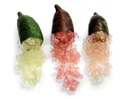 Finger Lime.