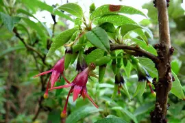 Fuchsia Excorticata Plants.