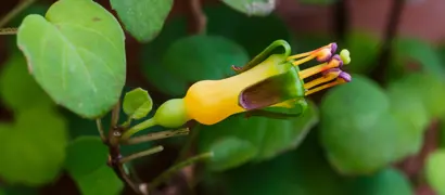 Fuchsia procumbens NZ.