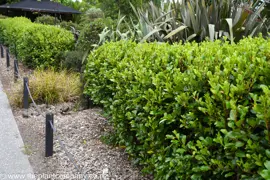 Griselinia Hedge.