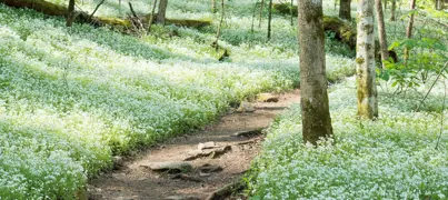 Ground Cover Plants NZ.