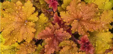 Heuchera NZ.