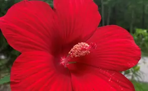 Hibiscus NZ.