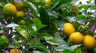 How To Prune A Lemon Tree.