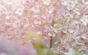 Hydrangea Fertilizer.