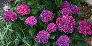 Hydrangea macrophylla.