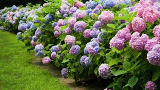 Hydrangea NZ.