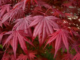 Japanese Maple.