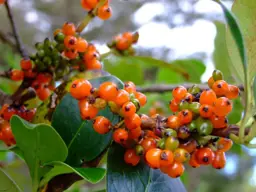 Karamu (Coprosma robusta) How To Guides | By Plant Experts