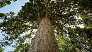 Kauri Tree.