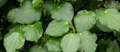 Kawakawa Plants.