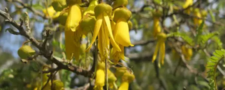 Kowhai Tree.