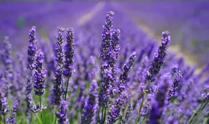 Lavender Plant.