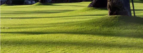 Growing A Lawn From Seed In NZ.