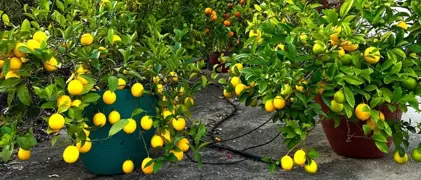 Lemon Tree In A Pot.