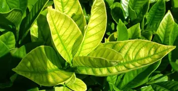 Lemon Tree Yellow Leaves.