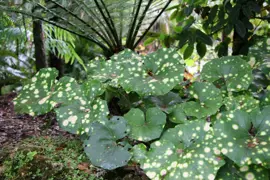 Leopard Plants.