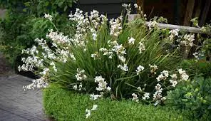 Libertia Plant.