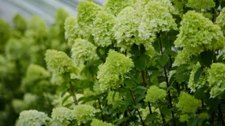 Limelight Hydrangea NZ.