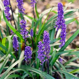 Liriope Plants.