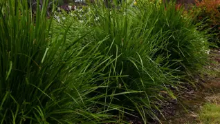 Lomandra Lime Tuff NZ.