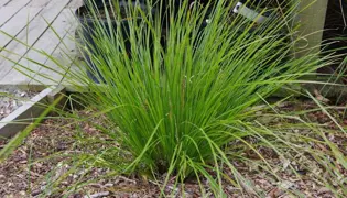 Lomandra Tanika NZ.