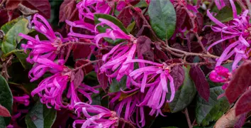 Loropetalum Hedge.