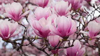 Magnolia Trees NZ.