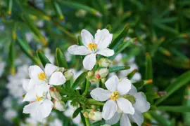 Mexican Orange Blossom Growing Information For NZ.