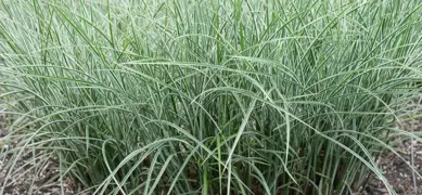 Miscanthus Grass.