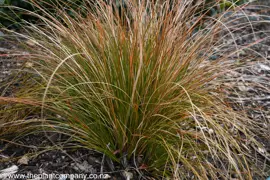 NZ Native Grasses.